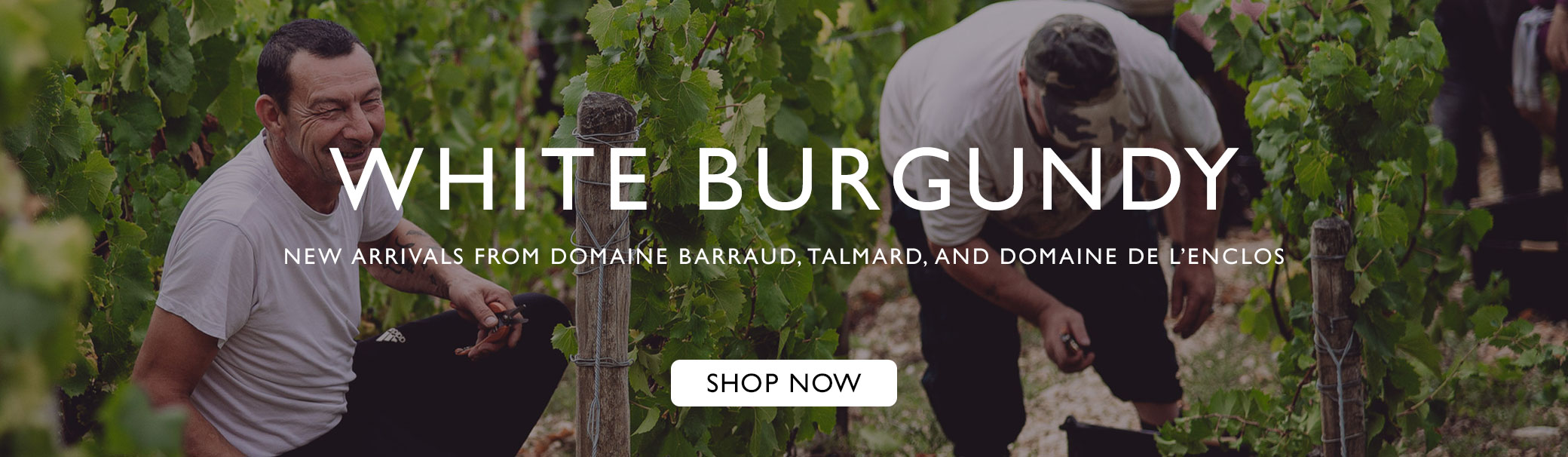 White Burgundy