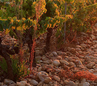 Rhone 2022