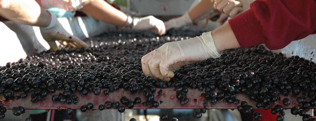 Sorting grapes at Callejo