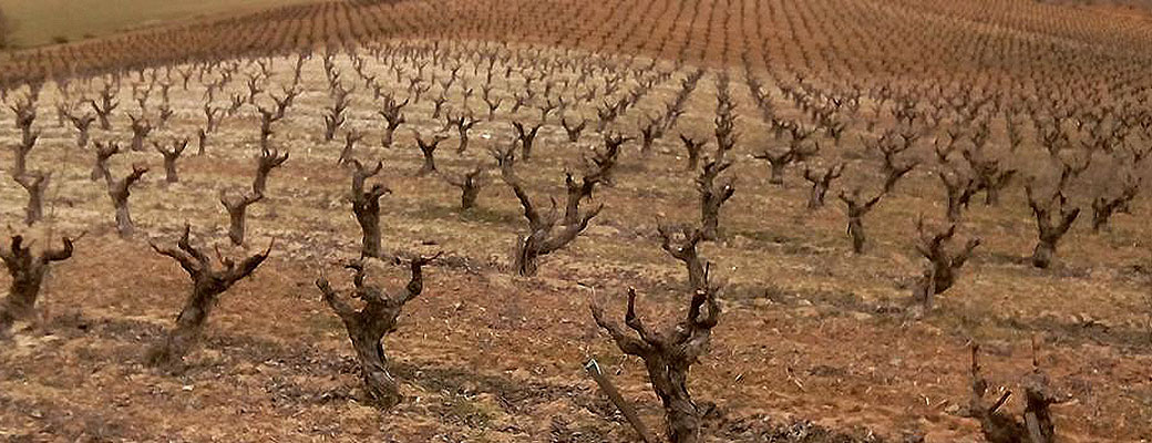 Old bush vines at Callejo